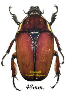 Mecynorhina torquata ugandensis ( élevage )