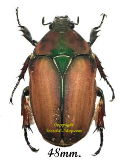 Mecynorhina torquata ugandensis ( élevage )