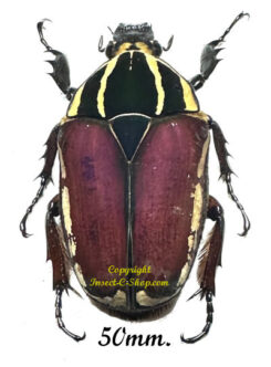 Mecynorhina torquata ugandensis ( élevage )