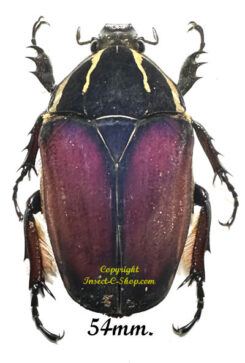 Mecynorhina torquata ugandensis ( élevage )