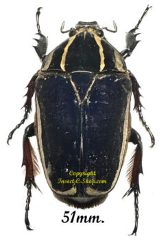 Mecynorhina torquata ugandensis ( élevage )
