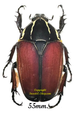 Mecynorhina torquata ugandensis ( élevage )
