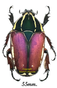 Mecynorhina torquata ugandensis ( reared )
