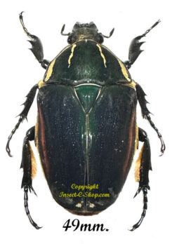 Mecynorhina torquata ugandensis ( élevage )