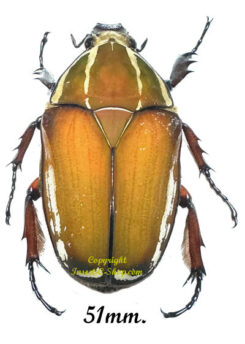 Mecynorhina torquata ugandensis ( élevage )