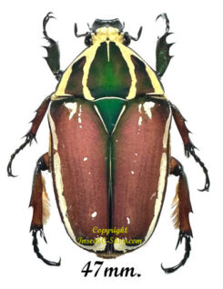 Mecynorhina torquata ugandensis ( élevage )