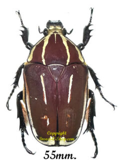 Mecynorhina torquata ugandensis ( élevage )