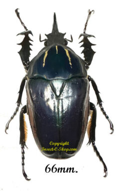 Mecynorhina torquata ugandensis ( élevage )