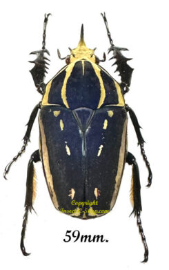 Mecynorhina torquata ugandensis ( reared )