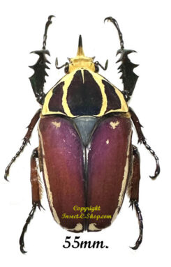 Mecynorhina torquata ugandensis ( reared )
