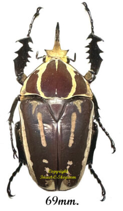 Mecynorhina torquata ugandensis ( élevage )