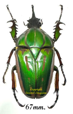 Mecynorhina torquata ugandensis ( élevage )