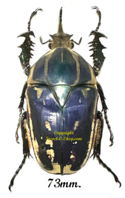 Mecynorhina torquata ugandensis ( élevage )