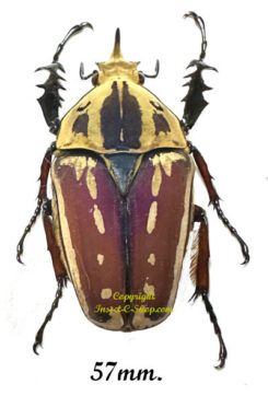 Mecynorhina torquata ugandensis ( reared )
