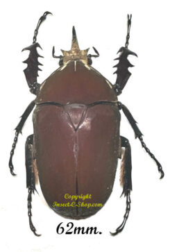 Mecynorhina torquata ugandensis ( élevage )