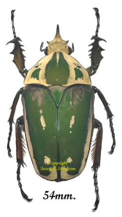 Mecynorhina torquata ugandensis ( reared )