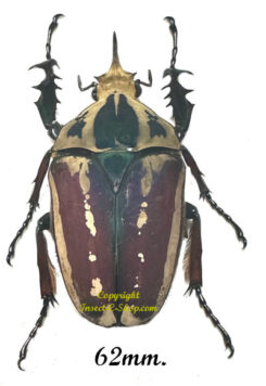 Mecynorhina torquata ugandensis ( élevage )