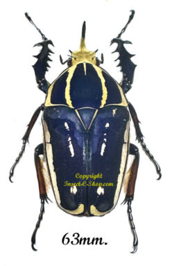 Mecynorhina torquata ugandensis ( élevage )