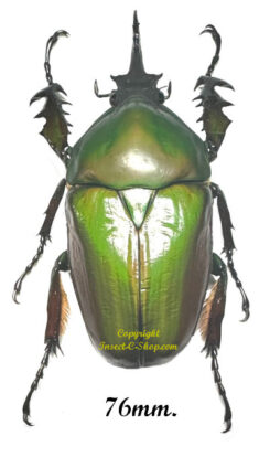 Mecynorhina torquata ugandensis ( élevage )