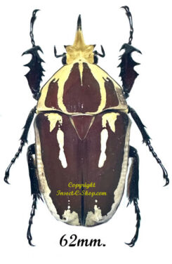Mecynorhina torquata ugandensis ( reared )