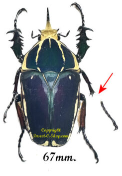 Mecynorhina torquata ugandensis ( élevage )