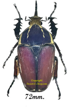 Mecynorhina torquata ugandensis ( élevage )