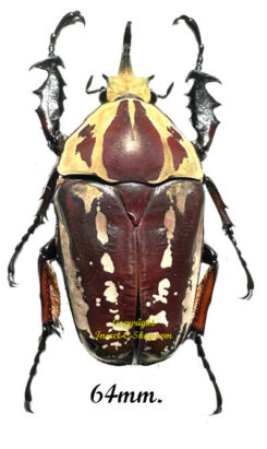 Mecynorhina torquata ugandensis ( élevage )