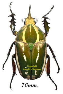 Mecynorhina torquata ugandensis ( élevage )