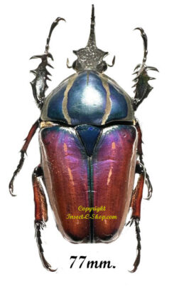 Mecynorhina torquata ugandensis ( élevage )