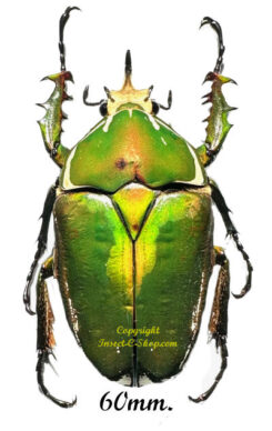 Mecynorhina torquata ugandensis ( élevage )