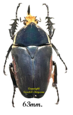 Mecynorhina torquata ugandensis ( élevage )