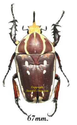 Mecynorhina torquata ugandensis ( élevage )
