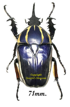 Mecynorhina torquata ugandensis ( reared )