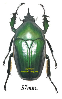 Mecynorhina torquata ugandensis ( élevage )