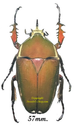 Mecynorhina torquata ugandensis ( élevage )