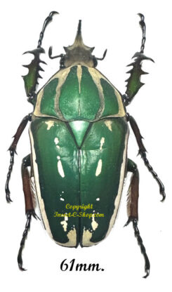 Mecynorhina torquata ugandensis ( élevage )