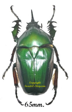 Mecynorhina torquata ugandensis ( élevage )