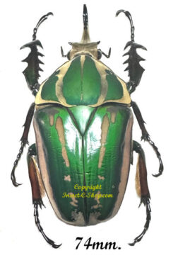Mecynorhina torquata ugandensis ( élevage )