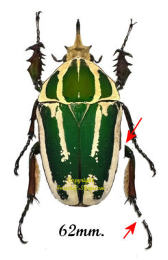 Mecynorhina torquata ugandensis ( élevage )
