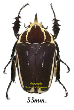 Mecynorhina torquata ugandensis ( élevage )