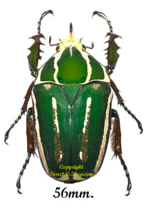 Mecynorhina torquata ugandensis ( reared )