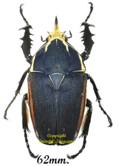 Mecynorhina torquata ugandensis ( élevage )
