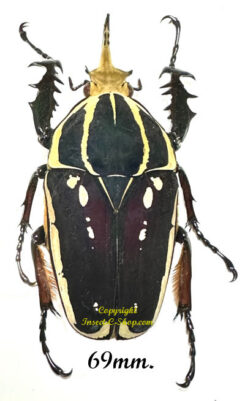 Mecynorhina torquata ugandensis ( élevage )