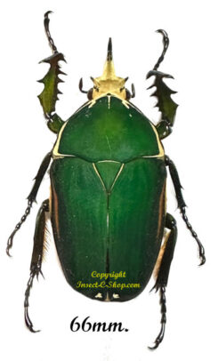 Mecynorhina torquata ugandensis ( élevage )