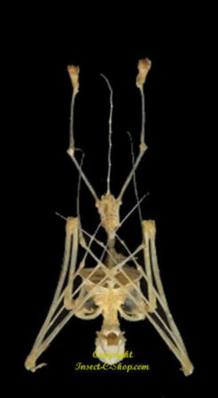 Kerivoula picta - suspendu ( squelette )