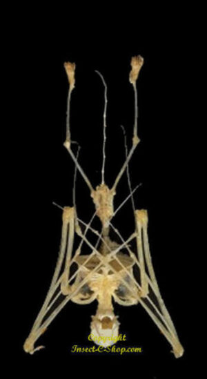 Kerivoula picta - suspendu ( squelette )