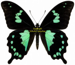 Papilio ( Nireopapilio ) epiphorbas