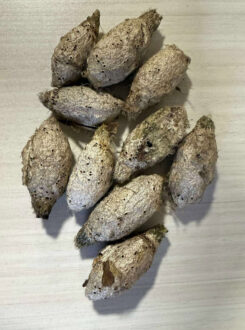 Argema mimosae ( 10pcs - Empty cocoons )