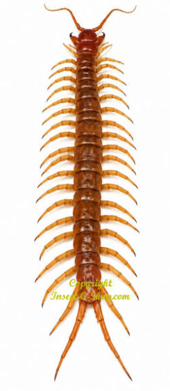 Scolopendridae sp.