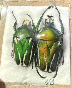 Dicronorrhina oberthuri  ssp. oberthuri ( bifasciata form )